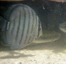 wilddiscus-copy.jpg wilddiscus-copy.jpg